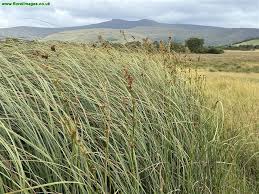 Attēlu rezultāti vaicājumam “Cladium mariscus”