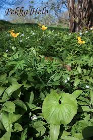 Attēlu rezultāti vaicājumam “Ranunculus cassubicus”