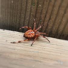 Attēlu rezultāti vaicājumam “Araneus diadematus”