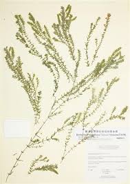 「水蘊草」的圖片搜尋結果