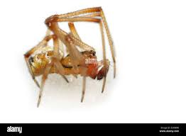 Attēlu rezultāti vaicājumam “Phylloneta cocoon”