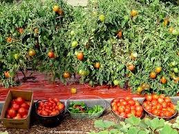 Afbeeldingsresultaat voor amish paste tomato