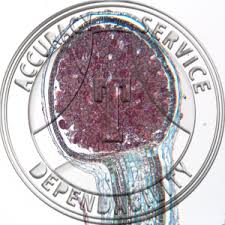 Attēlu rezultāti vaicājumam “Pellia epiphylla sporophyte”