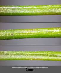 Attēlu rezultāti vaicājumam “Juncus bulbosus”