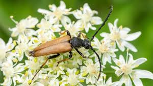 Attēlu rezultāti vaicājumam “Leptura rubra”