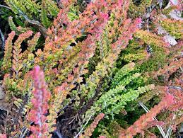 Attēlu rezultāti vaicājumam “Calluna vulgaris fruit”