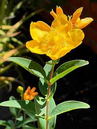 Attēlu rezultāti vaicājumam “Hypericum perforatum flower”