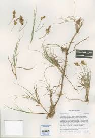 Attēlu rezultāti vaicājumam “Carex arenaria”