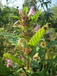 Attēlu rezultāti vaicājumam “Galeopsis tetrahit flower”