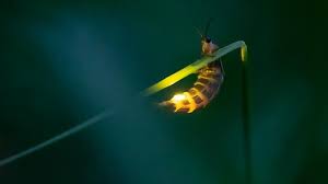 Image result for Fareham Fireflys Yc