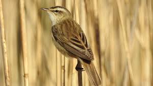 Attēlu rezultāti vaicājumam “Acrocephalus schoenobaenus adult”