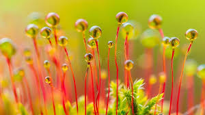 Attēlu rezultāti vaicājumam “Pohlia nutans sporophyte”