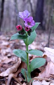 Attēlu rezultāti vaicājumam “Pulmonaria obscura”