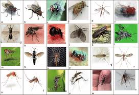 Attēlu rezultāti vaicājumam “Musca domestica”