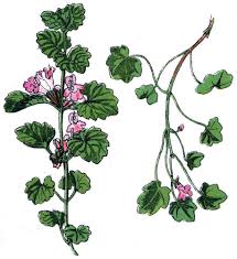 Attēlu rezultāti vaicājumam “Linaria loeselii fruit”