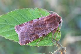 Attēlu rezultāti vaicājumam “Cerastis rubricosa”