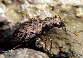 Attēlu rezultāti vaicājumam “Elaphrus cupreus”