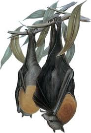 Attēlu rezultāti vaicājumam “Chiroptera”