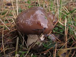 Attēlu rezultāti vaicājumam “Suillus luteus”