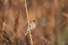 Image result for Emberiza pallasi