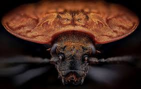 Attēlu rezultāti vaicājumam “Oiceoptoma thoracicum”