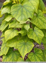 Attēlu rezultāti vaicājumam “Menispermum dauricum”