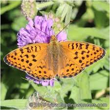 Attēlu rezultāti vaicājumam “Argynnis niobe”