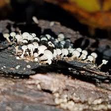 Attēlu rezultāti vaicājumam “Phleogena faginea stalked”