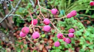 Attēlu rezultāti vaicājumam “Sorbus alnifolia fruit”
