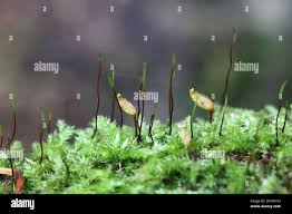 Attēlu rezultāti vaicājumam “Buxbaumia viridis”