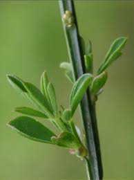 Attēlu rezultāti vaicājumam “Cytisus scoparius leaf”