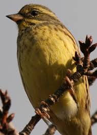 Image result for Emberiza spodocephala