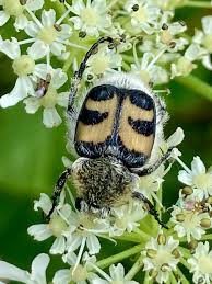 Attēlu rezultāti vaicājumam “Trichius fasciatus imago”