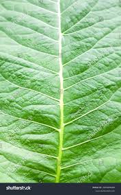 Attēlu rezultāti vaicājumam “Inula helenium leaf”