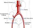 The Kidneys