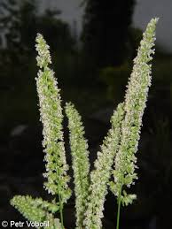 Attēlu rezultāti vaicājumam “Cynosurus cristatus flower”