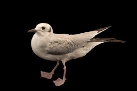 Image result for Chroicocephalus philadelphia