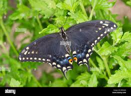 Attēlu rezultāti vaicājumam “Papilio machaon”
