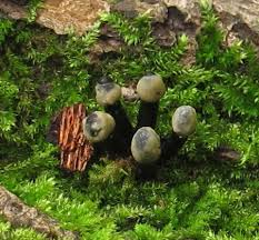 Attēlu rezultāti vaicājumam “Holwaya mucida”