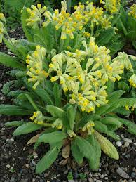 Image result for Schlüsselblumen