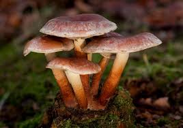 Attēlu rezultāti vaicājumam “Hypholoma sp.”