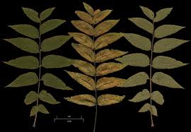 Attēlu rezultāti vaicājumam “Juglans cinerea leaf”