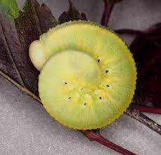 Attēlu rezultāti vaicājumam “Cimbex femoratus”