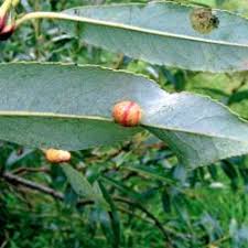 Attēlu rezultāti vaicājumam “Euura acutifoliae”