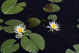 Attēlu rezultāti vaicājumam “Nymphaeaceae”