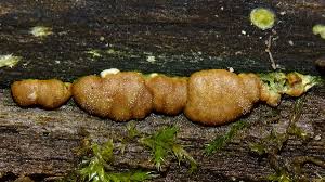 Attēlu rezultāti vaicājumam “Hypocrea rufa”