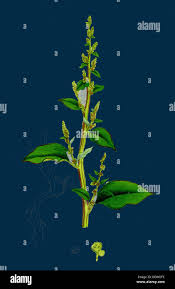 Attēlu rezultāti vaicājumam “Chenopodium polyspermum var. acutifolium flower”