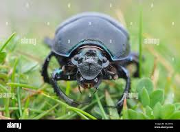 Attēlu rezultāti vaicājumam “Geotrupes stercorarius”