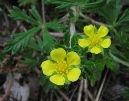 Attēlu rezultāti vaicājumam “Potentilla argentea flower”
