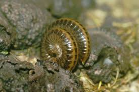 Attēlu rezultāti vaicājumam “Ommatoiulus sabulosus aimatopodus”